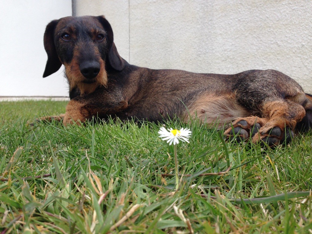 Izzy des terres d'albret