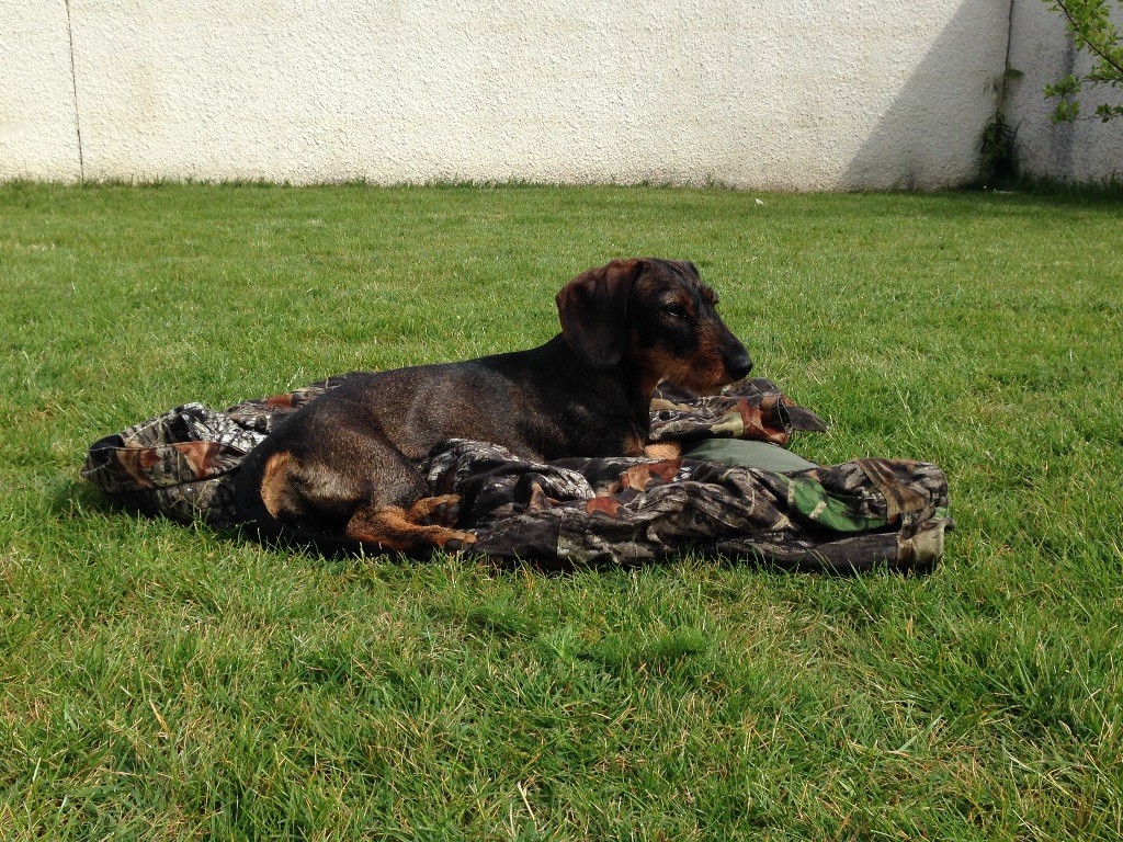 Izzy des terres d'albret